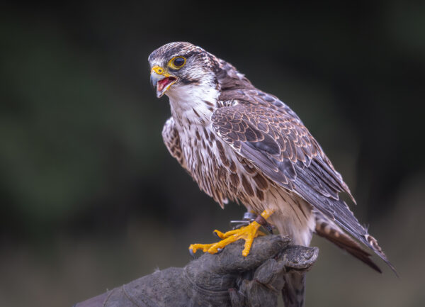 Greifvögel, exklusiv und naturnah