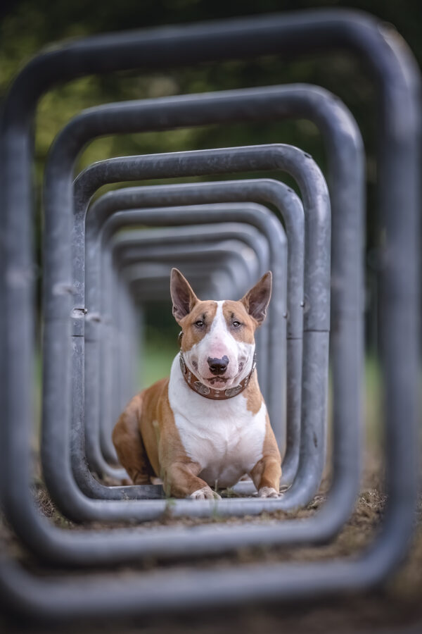 Fotowalk: Deinen Hund perfekt in Szene setzen – Bild 2