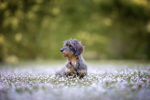 Fotowalk: Deinen Hund perfekt in Szene setzen – Bild 4