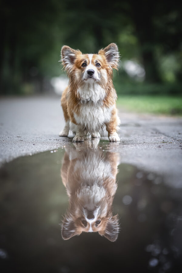 Fotowalk: Deinen Hund perfekt in Szene setzen – Bild 5