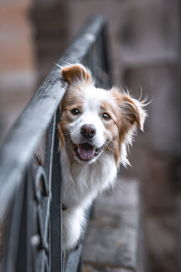 Fotowalk: Deinen Hund perfekt in Szene setzen